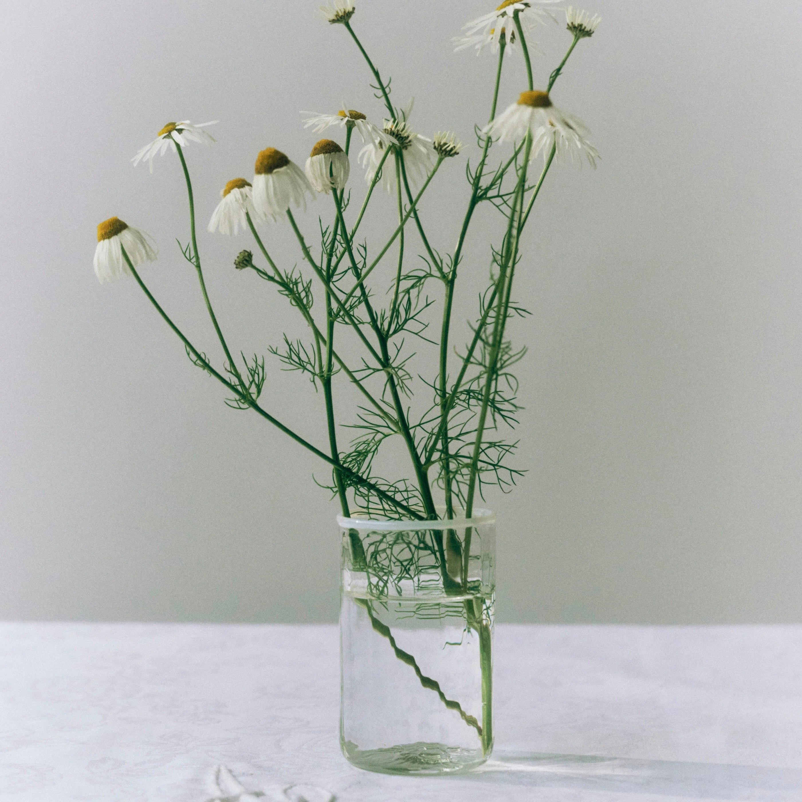 Peter Small Glass, White (Sæt á 4)